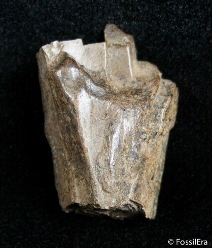Partial Tyrannosaurid Tooth - T-Rex #3006